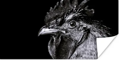 Produktbild von MuchoWow® Poster Hahn - Vogel - Schwarz - Weiß 40x20 cm - Poster für die Wand - Poster Schlafzimmer