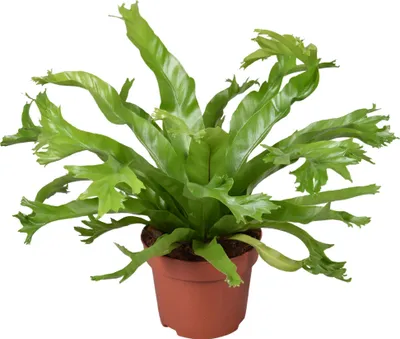 Produktbild von Asplenium nidus Crissie Topf 12 cm Ø Nestfarn - Luftreinigende Zimmerpflanze - Grünpflanze