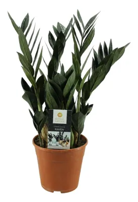 Produktbild von Glücksfeder Zamioculcas zamiifolia Raven
