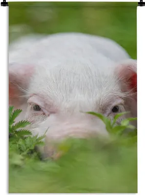 Produktbild von MuchoWow® Wandteppich Wandbehang Schwein - Tiere - Groß 120x180 cm Tapisserie Dekoration Wandtuch - Schlafzimmer - Dekorationen für das Haus