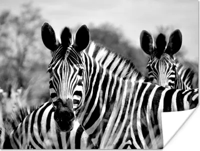 Produktbild von MuchoWow® Poster Zebra - Schwarz - Weiß - Tiere 160x120 cm - Foto Plakat