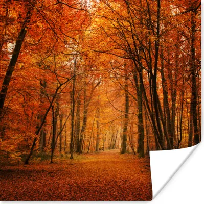 Produktbild von MuchoWow® Poster Ein Wald mit Herbstfarben 30x30 cm - Wandposter - Printing