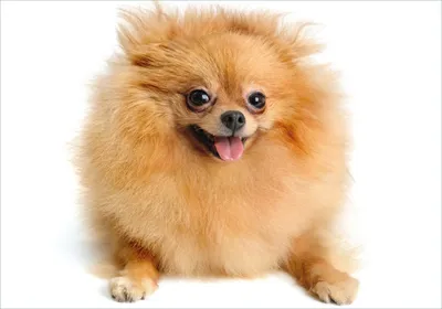 Produktbild von Wallario Poster - Lustiger niedlicher Spitz, Kunstdruck Größe: 70 x 100 cm