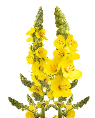 Produktbild von 5000 Samen Königskerze großblütig (Verbascum thapsiforme) – Bienenfreundliche Wildblume für Garten & Naturbeet