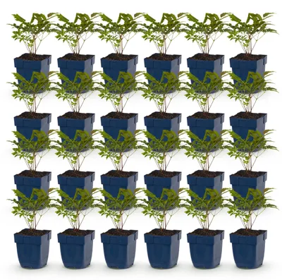 Produktbild von Astilbe (A) Fanal – Rispenspirea – Schatten – Rot – 24 Pflanzen - 15-25cm - Ø11cm - Gartenpflanze