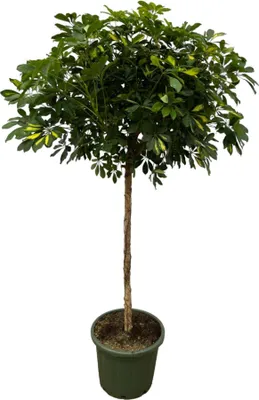 Produktbild von Stonka Schefflera Gold Capella - 180 cm - Ø45 cm