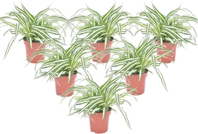 Produktbild von Grünlilie - 6 Stk - Chlorophytum comosum 'Atlantic' - Höhe 25-40cm - ⌀12cm