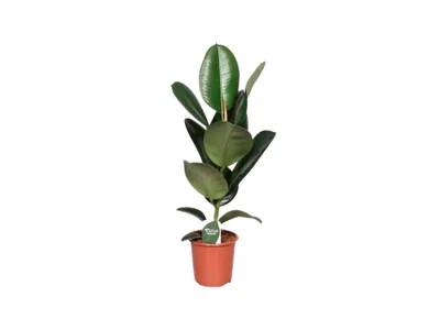 Obrázok produktu pre Gardners Ficus elastica Robusta, priemer 17 cm