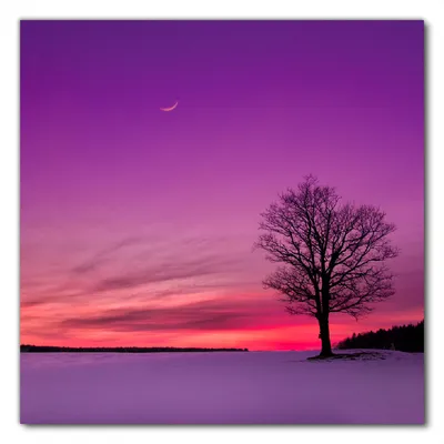 Produktbild von Wallario selbstklebende Möbelfolie/ Tischdecke für Innen und Außen, Größe: 50 x 50 cm - Mond und Baum am Abend bei Schnee