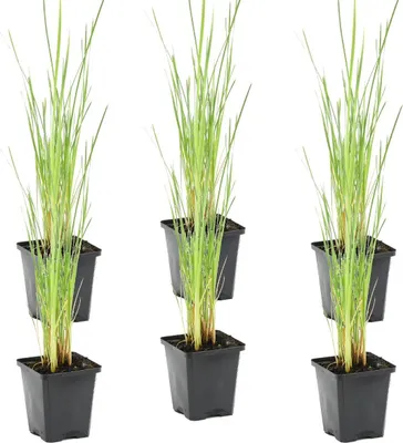 Produktbild von Bloomique - 6er Set - Typha Latifolia - Breitblättriger Rohrkolben - Teichpflanzen Winterhart - Wasserpflanzen - Zone 2-3 - Höhe 15-25 cm - Topf 9 cm