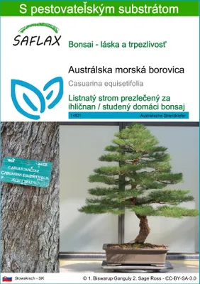 Obrázok produktu pre SAFLAX - Austrálska morská borovica - Casuarina equisetifolia - 200 Semená - S pestovateľským substrátom bez klíčkov