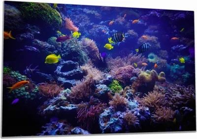 Produktbild von Wallario Herdabdeckplatte aus Glas, Größe 80 x 52 cm 1-teilig, Motiv Farbenwelt unter Wasser