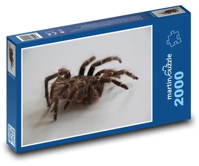 Zdjęcie produktu dla Puzzle 2000 Ptasznik - nocny pająk - martinpuzzle
