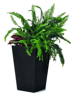 Produktbild von Keter Rattan Pflanzgefäß S 23,6 l graphit