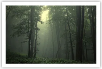 Produktbild von Poster - Poster ohne Rahmen - Wald Nebel Baum - 91,5x61 cm - Wand Bild - Wanddeko - Wandbilder - Kunstposter - Wandposter - Bilder - Kunstdruck - Wanddekoration - Wandbild - P2XAA91x61-3543