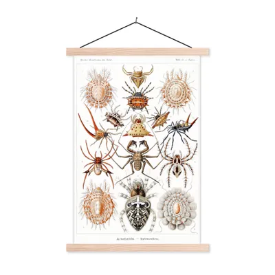 Produktbild von MuchoWow® Textilposter Retro - Spinne - Ernst Haeckel - Spinnen 120x180 cm mit holzfarbenen Rahmen - Textil-Plakat