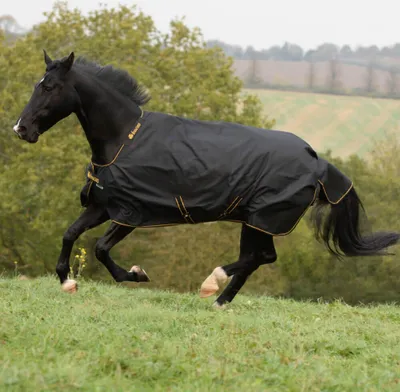 A black horse wearing a black turnout rug with gold trim is trotting in a grassy field with trees in the background.