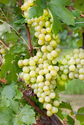 Produktbild von Vitis vinifera 'Unio', Weinrebe, 80–100 cm