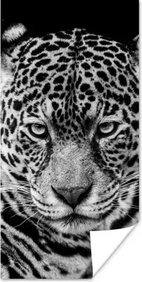 Produktbild von MuchoWow® Poster Leopard - Tiere - Schwarz - Weiß - Porträt 20x40 cm - Plakat - Foto