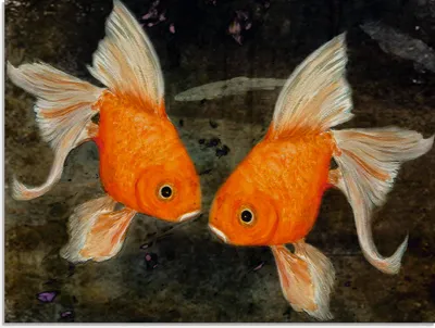 Produktbild von ARTland Glasbild Turtelfische Größe: 60x45 cm