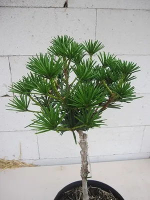 Produktbild von Japanische Schirmtanne Kobito - Zwergschirmtanne - Sciadopitys verticillata - Hochstamm