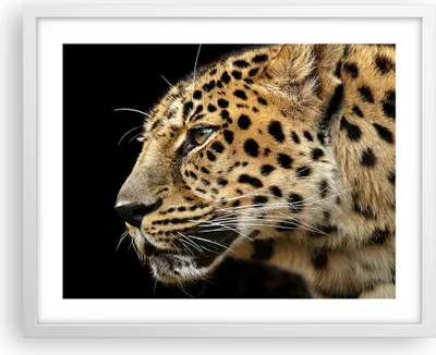 Produktbild von Gerahmtes Poster - Weißer Rahmen - Tiere Leopard wilde Katze wilde Tiere - 50x40 cm - Wand Bild - Wanddeko - Wandbilder - Wandposter - Bilderrahmen - Bilder - Kunstdruck - Wandbild - P2WAA50x40-0433