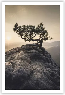 Produktbild von Poster - Poster ohne Rahmen - Alt Kiefer Berge - 61x91,5 cm - Wand Bild - Wanddeko - Wandbilder - Kunstposter - Wandposter - Bilder - Kunstdruck - Wanddekoration - Wandbild - P2XPA61x91-4334
