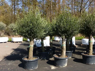Produktbild von Olivenbaum Olive "60 Jahre" 200 - 240 cm, beste Qualität, Stammumfang 40 - 60 cm, winterhart, Olea Europaea