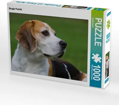 Produktbild von CALVENDO Puzzle Beagle Porträt | 1000 Teile Lege-Größe 64x48cm Foto-Puzzle für glückliche Stunden