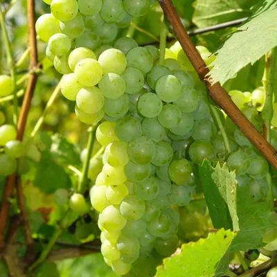 Produktbild von Weinrebe Polar gelbgrün 2L, frostbeständig bis -20 °C, frühe Fruchtreife