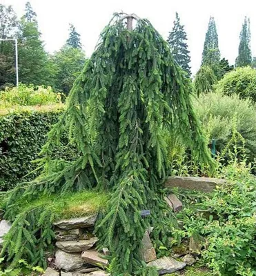 Produktbild von Nordmann-Tanne ´PENDULA´ 60-70 cm, Cont. 20 l