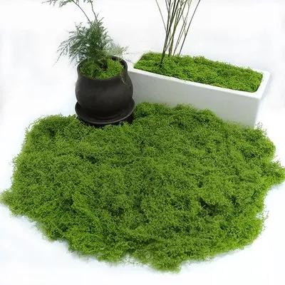 Zdjęcie produktu dla Islandzki mech dekoracyjny, naturalny, do rękodzieła, dekoracji ściennych, szopki bożonarodzeniowej, akwarium