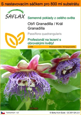 Obrázek produktu pro SAFLAX Garden in the bag - Obří Granadilla / Král Granadilla - Passiflora quadrangularis - 12 Semena - S pěstebním substrátem v praktickém samovztyčovacím sáčku