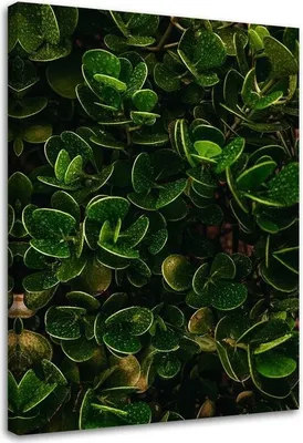 Produktbild von Leinwandbild exotische grüne blätter 70x100 cm Feeby grün wandbild bereit zum aufhängen