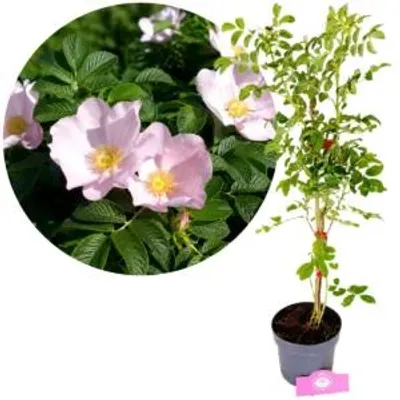 Produktbild von Rosa rugosa, Japanische Hagebutte, Höhe 60 cm, 2-Liter-Topf