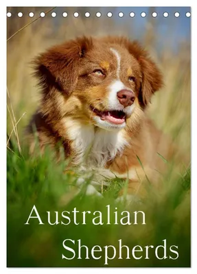 Produktbild von Australian Shepherds (Tischkalender 2027 DIN A5 hoch), CALVENDO Monatskalender