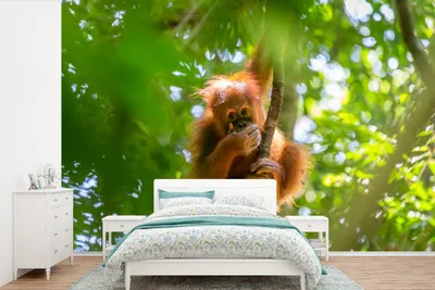 Produktbild von MuchoWow® Fototapete für Wohnzimmer oder Schlafzimmer Wandtapete Vinyl Motivtapete Affe - Baum - Tiere - 420x280 cm - Zimmer für Kinder