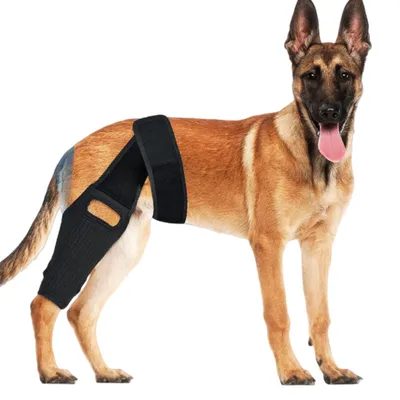 Produktbild von INF Knieorthese für Hunde zur Unterstützung des vorderen Kreuzbandes (ACL), des vorderen Kreuzbandes (CCL) und des mittleren Kreuzbandes (MCL) M