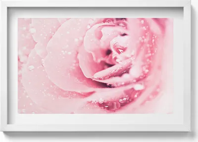 Produktbild von Tautropfen und Rosenblüten– Wandbild mit Rahmen – Gerahmtes Bild  – Wanddekoration – 60x40 cm –  Schwarz Rahmen