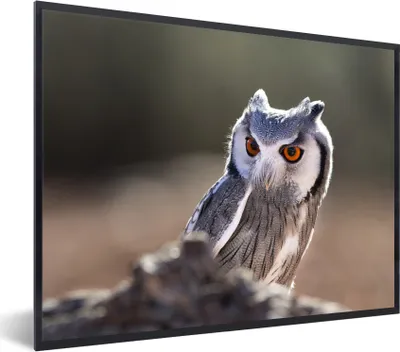 Produktbild von MuchoWow® MuchoWow® Gerahmtes Poster Eule - Makro - Tier 80x60 cm - Poster mit zchwarzem Bilderrahmen - Schwarzem - Mit Gestell