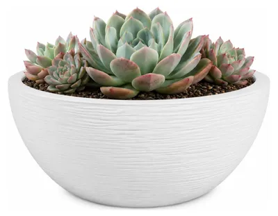 Produktbild von EDA Blumentopf / Pflanzschale Graphit - rund - Kunststoff - cremeweis - D25 x H11 cm