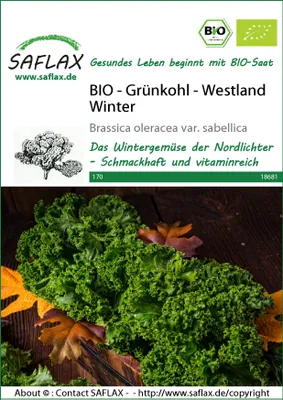 Imagen del producto de SAFLAX -  - Col rizada - Westland Winter - 70 semillas - Brassica oleracea