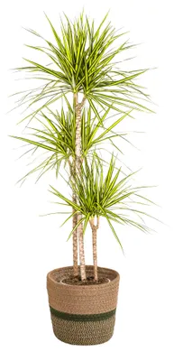 Produktbild von Dracaena Marginata Sunray - Drachenbaum - mit Korb Ø24cm - Höhe 130 - 150cm