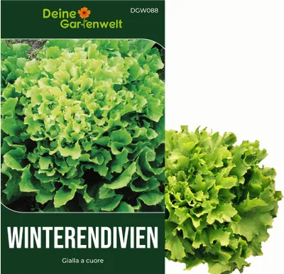 Produktbild von Winterendivien Gialla a cuore Samen - Cichorium endivia - Winterendiviensamen - Gemüsesamen - Saatgut für 200 Pflanzen