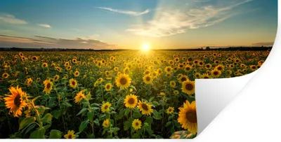 Produktbild von MuchoWow® Wandtattoo Wandsticker Wandaufkleber Sonnenuntergang - Blumen - Sonnenblume - Horizont - Landschaft 160x80 cm Selbstklebend und Repositionierbar - Sticker - Dekorfolie