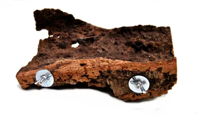 Produktbild von Korksitzbrett XL15x25cm für Wellensittich, Nymphensittich zum Knabbern und Spielen