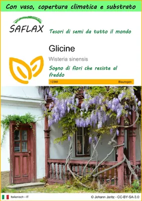 Immagine prodotto di SAFLAX Garden to go - Glicine - 4 semi - Wisteria