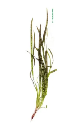 Produktbild von Vallisneria americana(australis) Gigantea Wasserpflanze Aquariumpflanze Dennerle