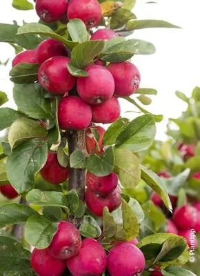 Image de Malus transitoria APPLETINI® ‘Gulliver’® / Pommier d'ornement