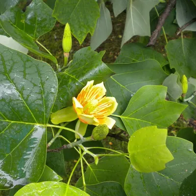Produktbild von Tulpenbaum - Liriodendron tulipifera 1 Liter Topfballen